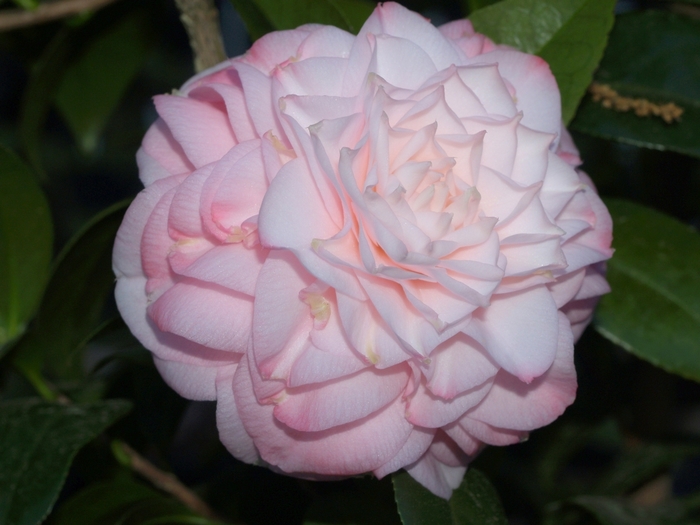 Camellia japonica 'Little Susie' (065787)