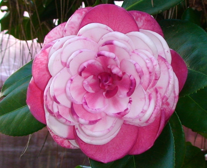 Camellia japonica 'Camille Variegated' (065789)