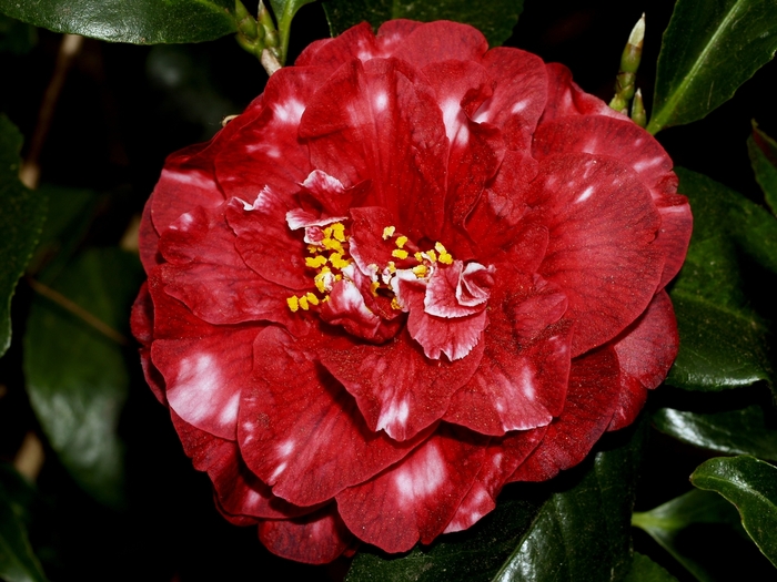Camellia japonica 'Cherries Jubilee Variegated' (065790)