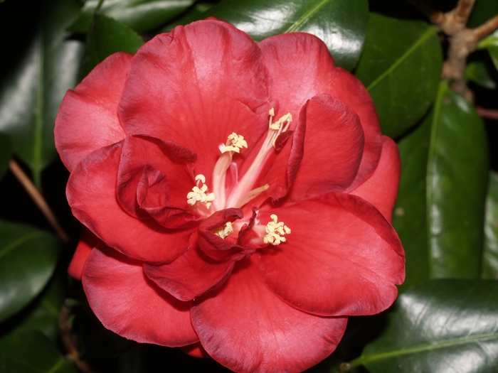 Camellia japonica 'Chief Arnold' (065791)
