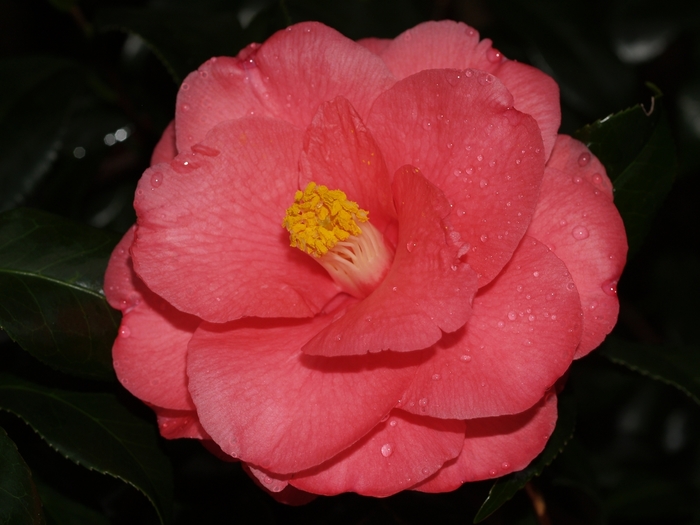 Camellia japonica 'Christmas Beauty' (065792)
