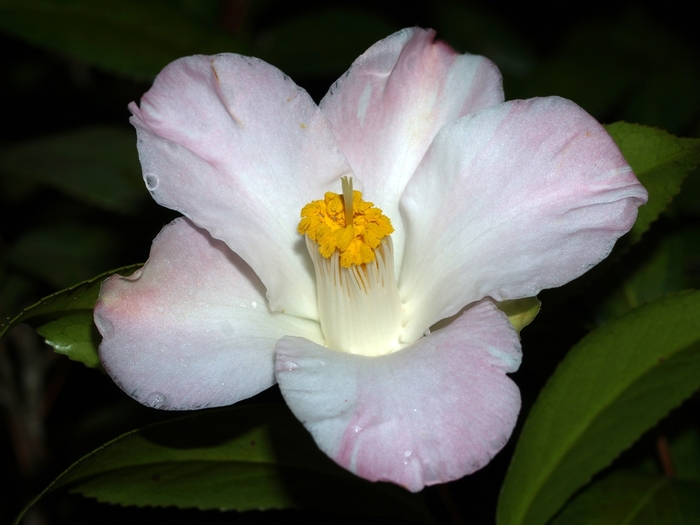 Camellia japonica 'Cilie Sutton' (065876)