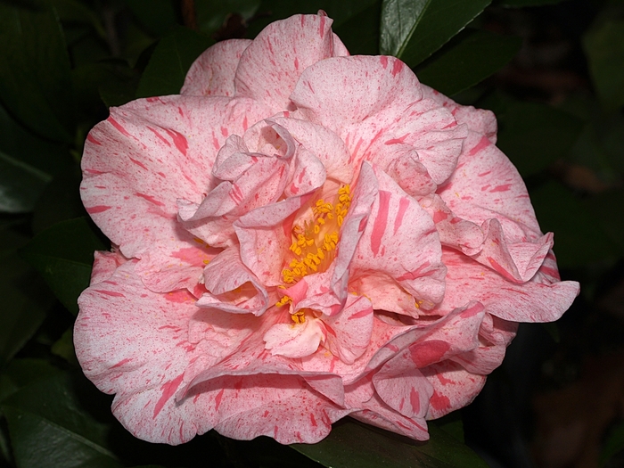 Camellia japonica 'Lauren Tudor' (065878)