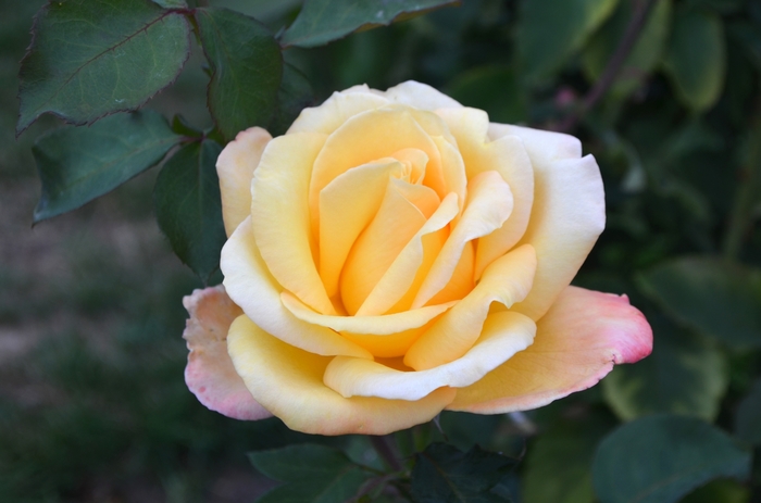 Rosa 'Sultry' (066006)