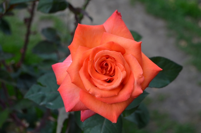 Rosa 'Wildfire' Hybrid Tea Rose from Garden Center Marketing