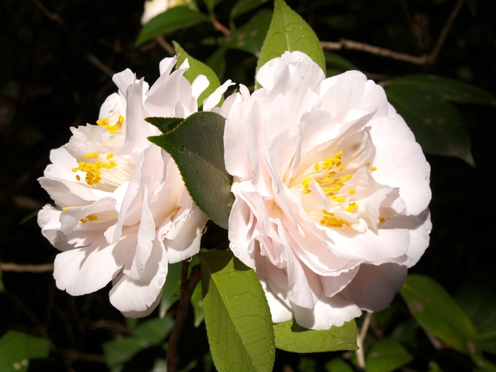 Camellia japonica 'Coed' (066081)
