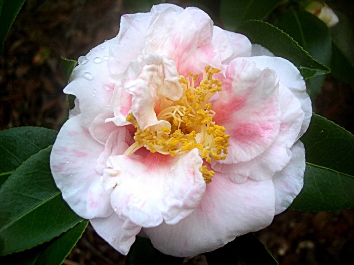 Camellia japonica 'Coral Duchess' (066084)