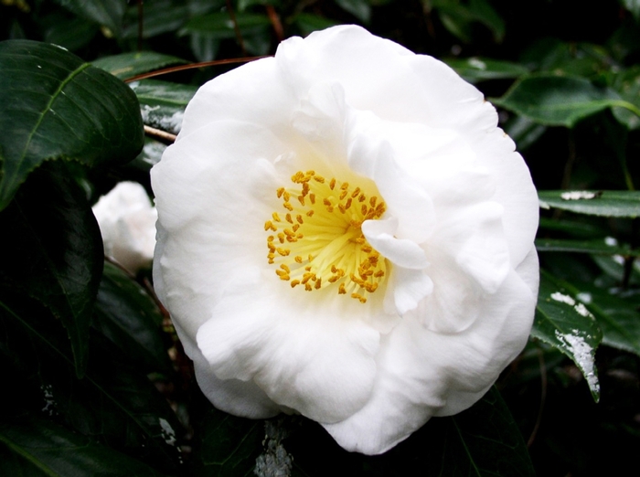 Camellia japonica 'Coronation' (066086)