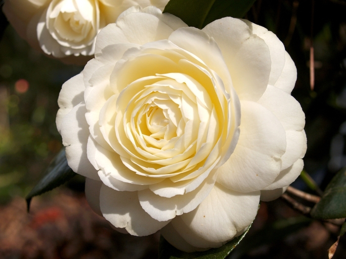Camellia japonica 'Dahlohnega' (066087)
