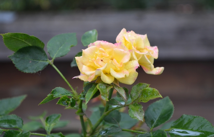 Rosa 'Ko's Yellow' (066529)