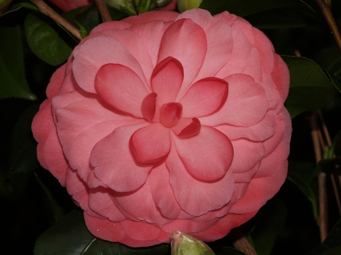 Camellia japonica 'Destiny' (066572)