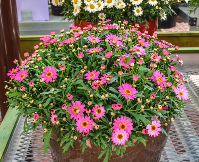 Argyranthemum frutescens Madeira™ 'Deep Pink' (067150)