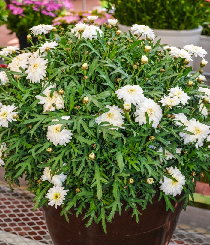 Argyranthemum frutescens Madeira™ 'Double White' (067160)