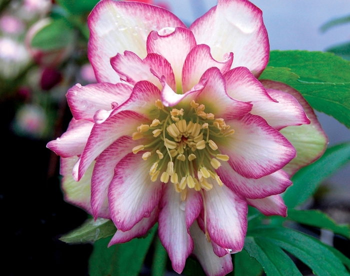 Helleborus Winter Jewels™ 'Rose Quartz' (067800)
