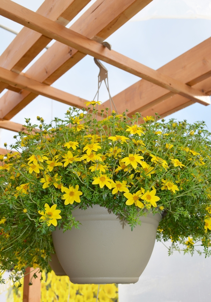 Bidens Ferulifolia Giant Sun