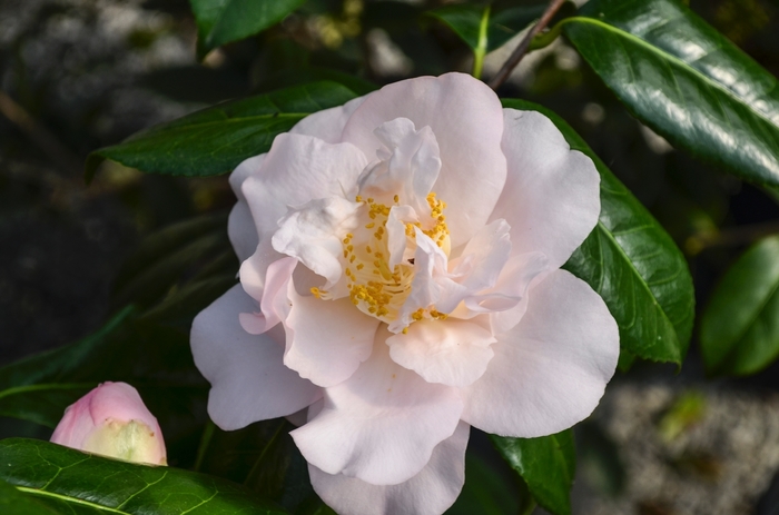 Camellia japonica 'Nina Avery' (068437)