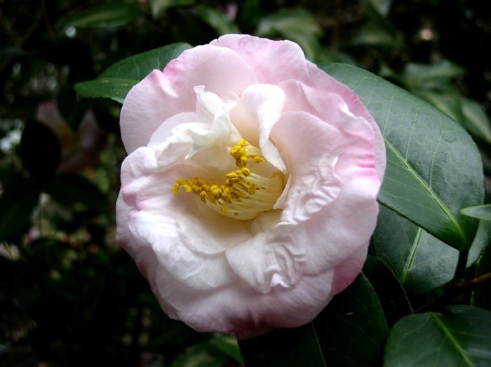 Camellia japonica 'Dr. Tinsley' (069182)