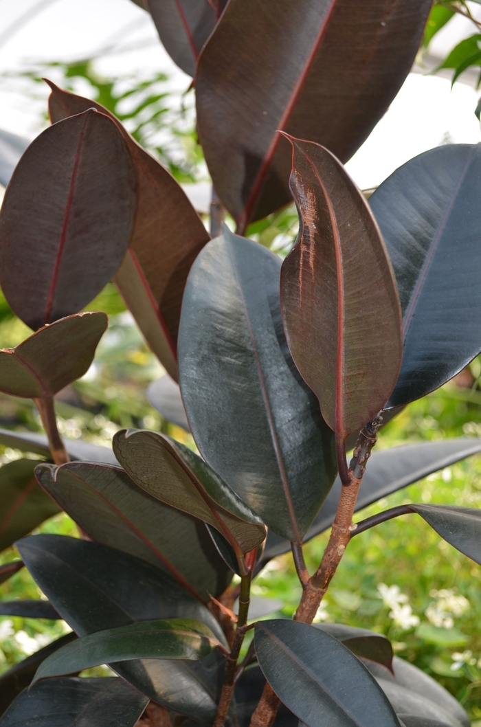 Ficus elastica 'Burgundy' (069197)