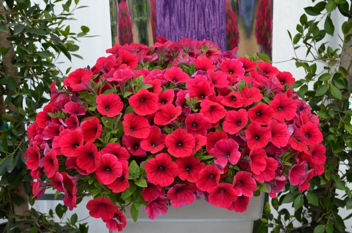 Petunia 'Hell's® Glow' Petunia | Garden Center Marketing