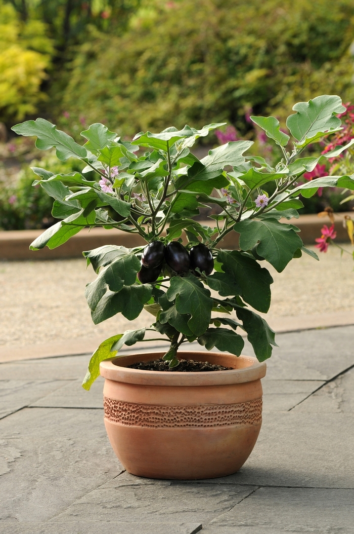 Solanum melongena 'Patio Baby' (071306)