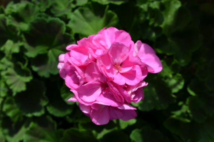 Pelargonium x hortorum 'Survivor Indigo Sky' Zonal Geranium