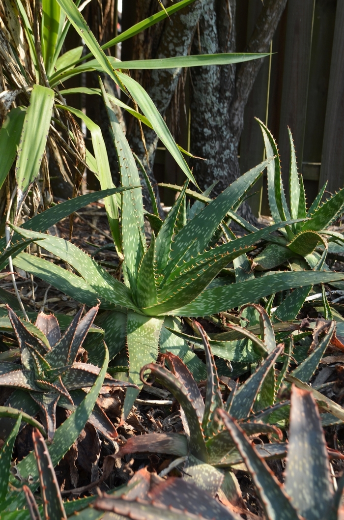 Aloe maculata '' (073381)