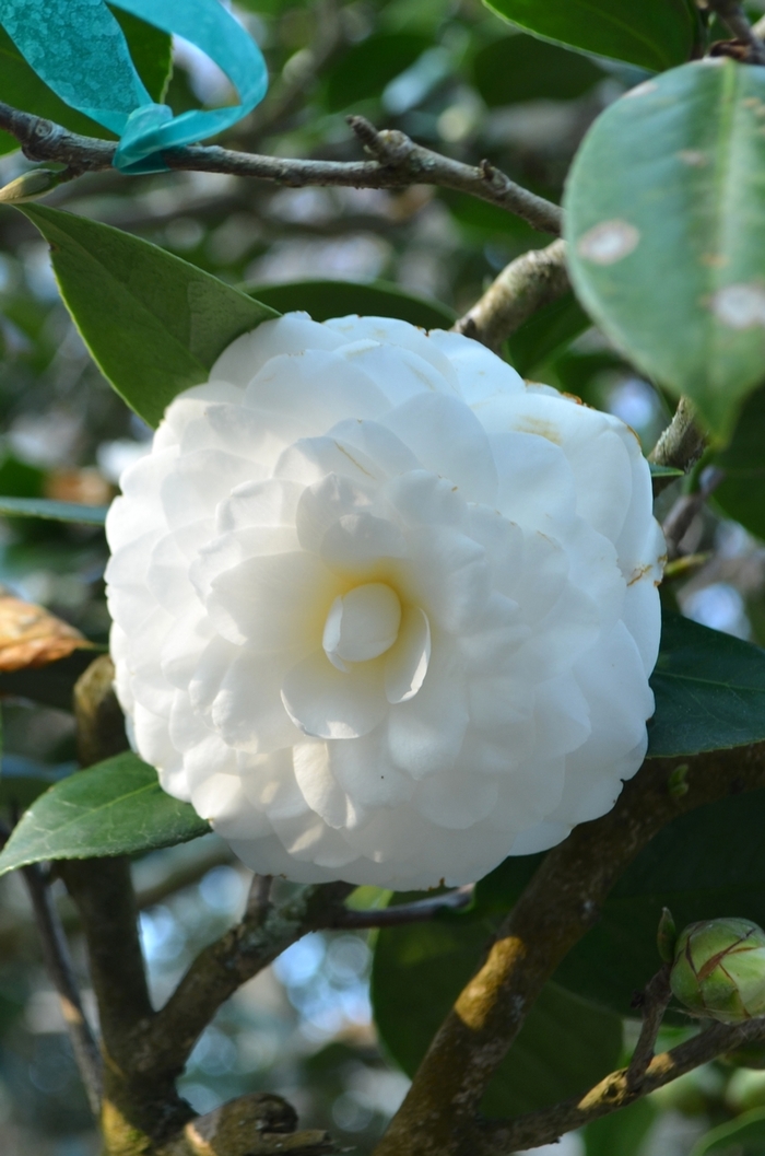 Camellia japonica 'Alba Superba' (073413)