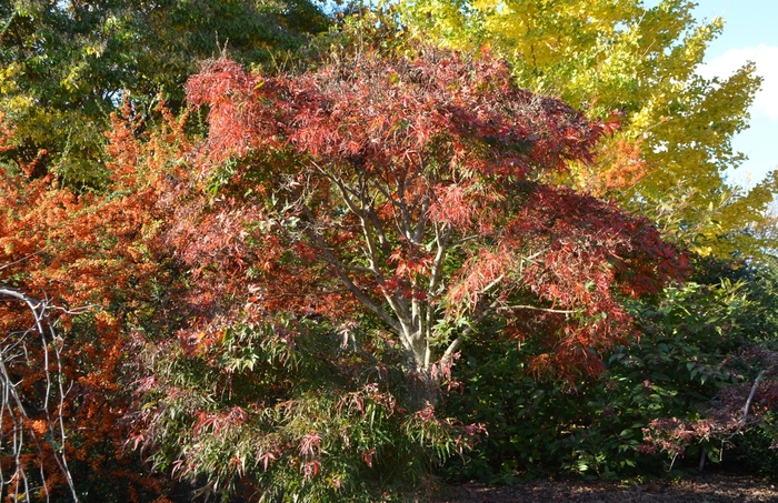 Acer palmatum 'Koto ito komachi' (073571)