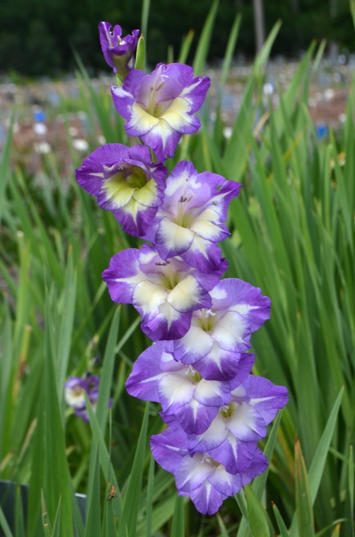 Gladiolus x hortulanus 'Bluebird' (073655)