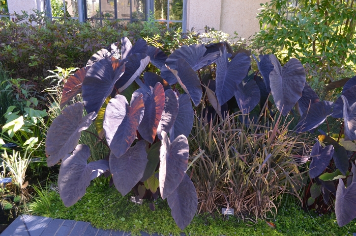 Colocasia esculenta 'Black Magic' (074017)