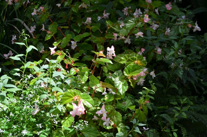 Begonia 'Richmondensis' (074542)