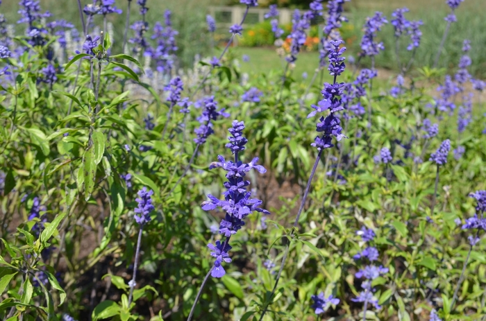 Salvia farinacea 'Gruppenblau' (074579)