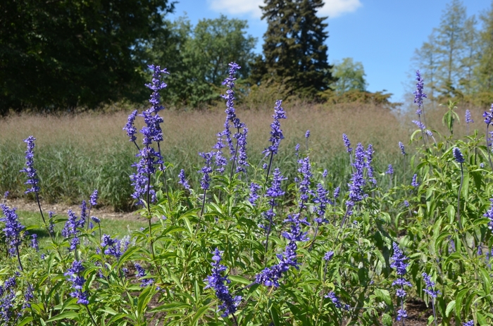 Salvia farinacea 'Blue Bedder' (074601)