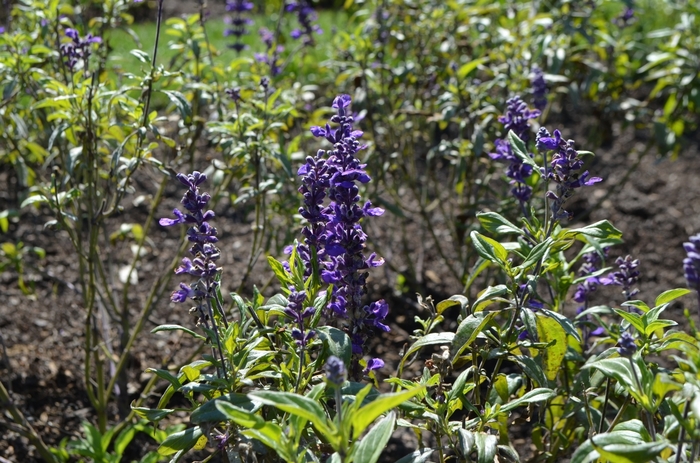 Salvia farinacea 'Fahrenheit Violet' (074636)