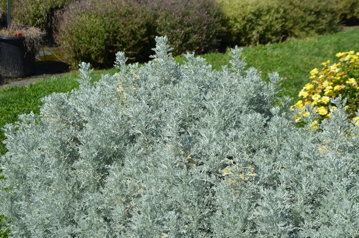 Artemisia ludoviciana 'Parfum d'Ethiopia' (074764)