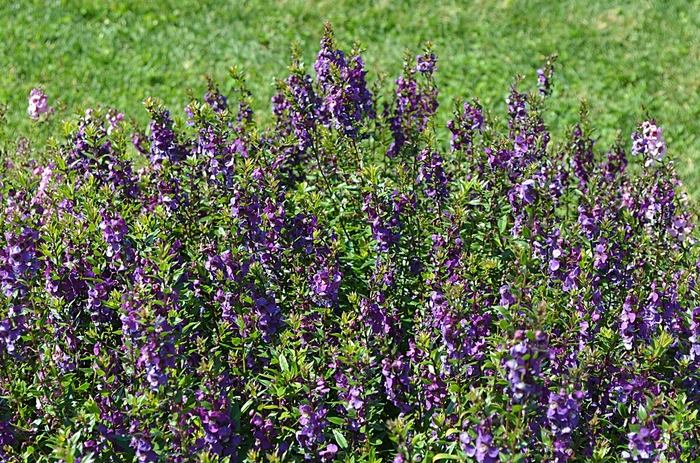 Angelonia angustifolia Serenita® 'Purple' (074770)