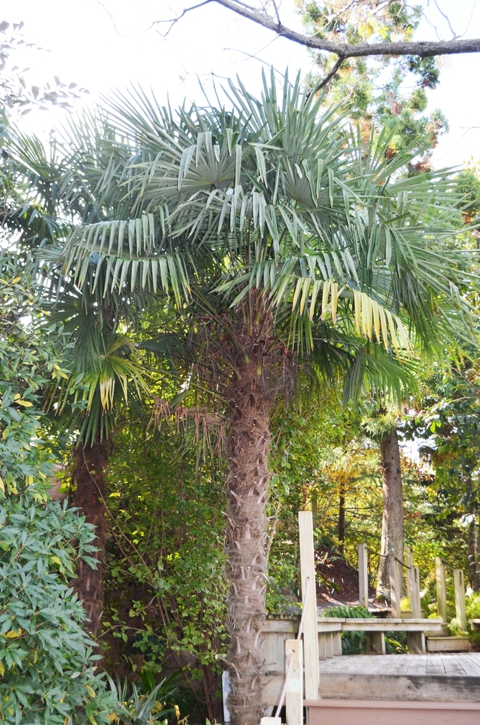 Trachycarpus fortunei '' (075210)