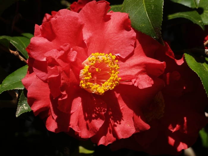 Camellia japonica 'Don Mac' (075250)