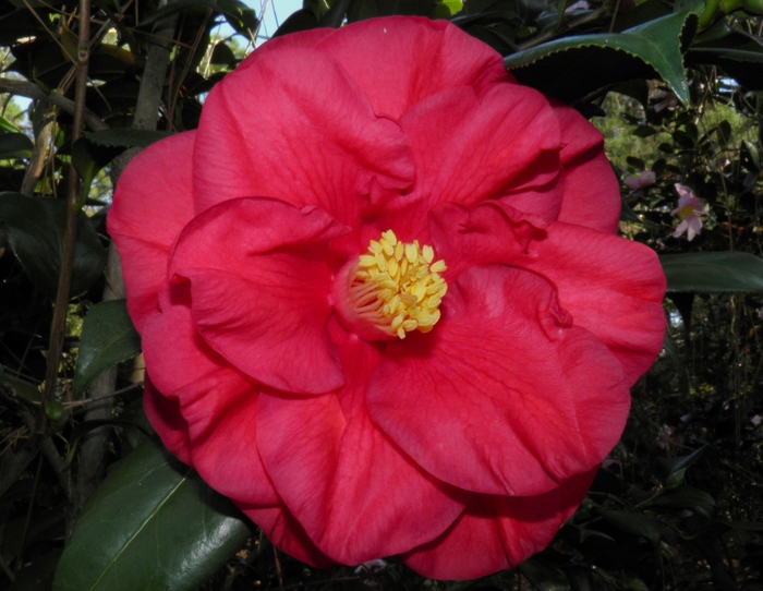 Camellia 'Donna Lynn' (075253)