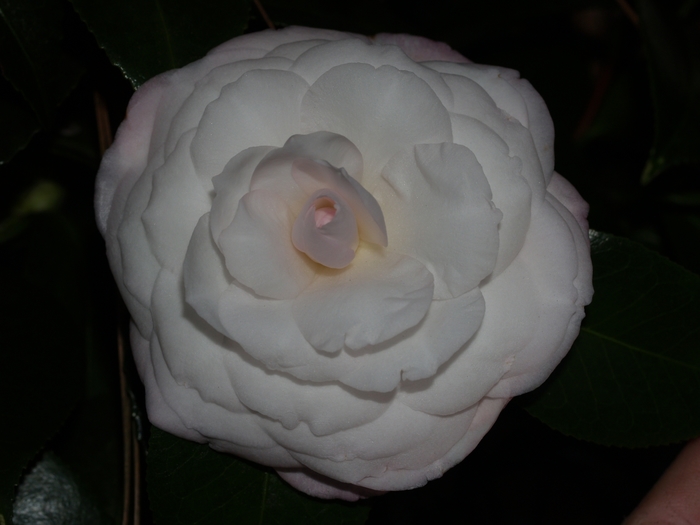 Camellia japonica 'Donnan's Dream' (075254)