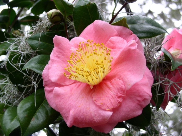 Camellia japonica 'Eclante' (075260)