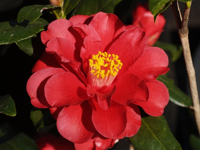 Camellia japonica 'Edna Campbell' (075261)