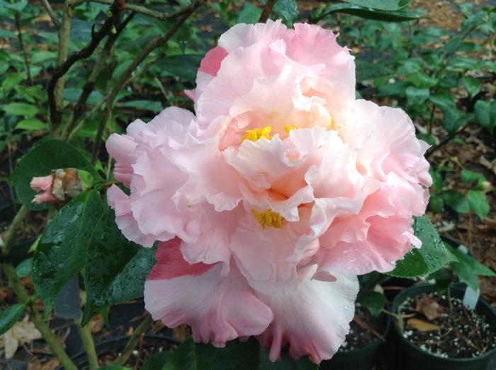 Camellia japonica 'Elaine's Betty' (075262)