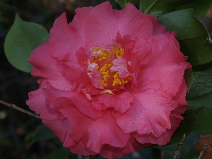 Camellia japonica 'Elegan's Supreme' (075263)