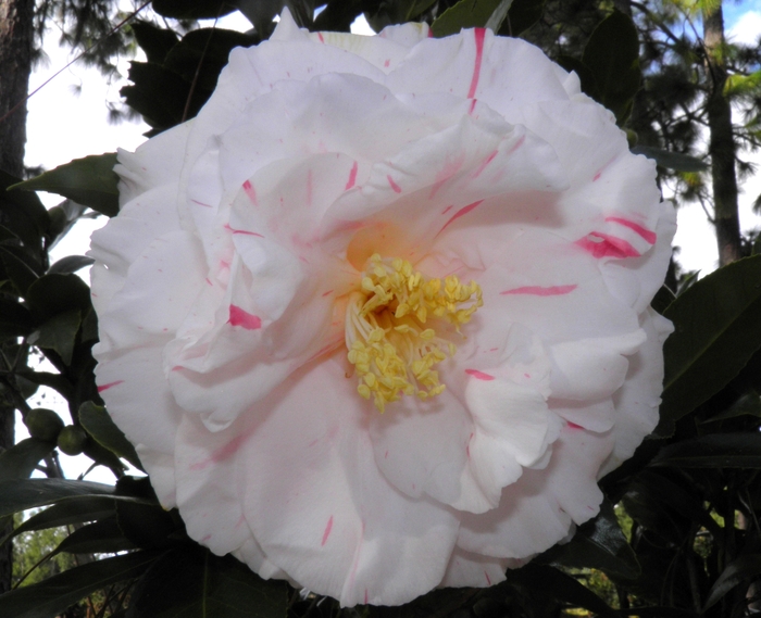 Camellia japonica 'Elizabeth Dowd Mystique' (075264)