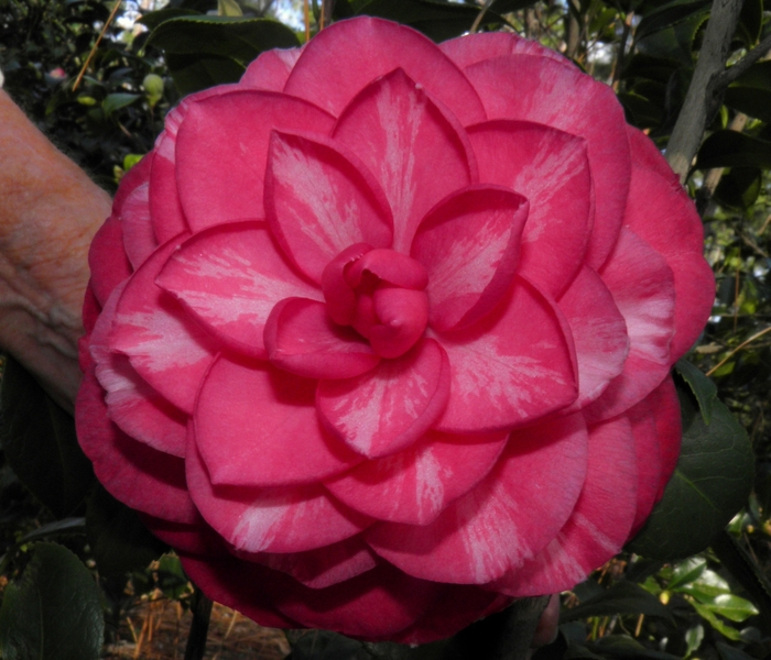 Camellia japonica 'Ellen Daniel' (075265)
