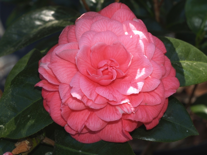 Camellia japonica 'First Lady Bettyjean' (075267)