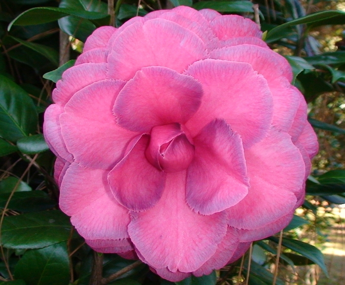 Camellia japonica 'Flowerwood' (075268)