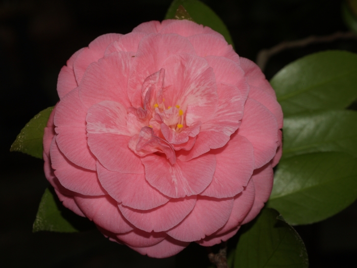 Camellia japonica 'Fran Mathis' (075269)