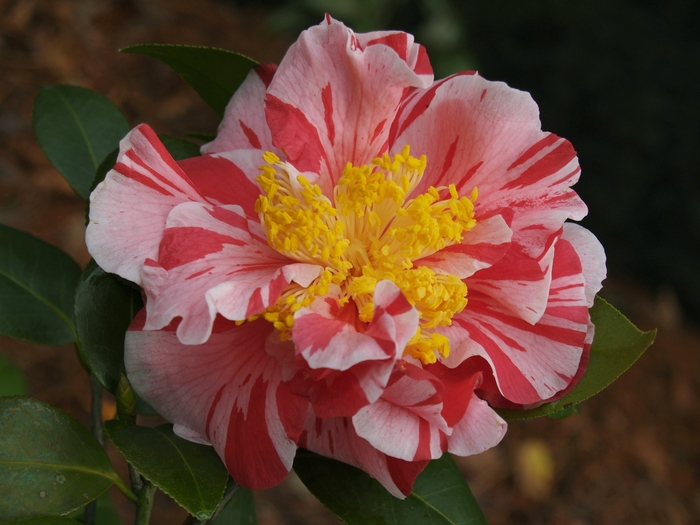 Camellia japonica 'Gay Cheiftain' (075273)